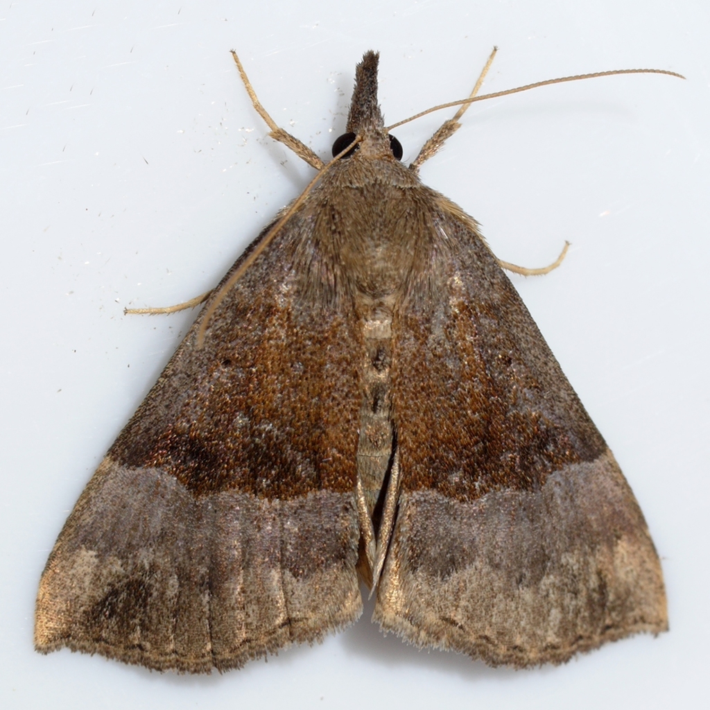 Gray-edged Snout