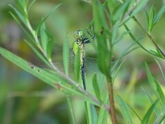 Erythemis simplicicollis