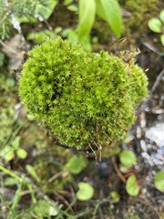 Dichodontium pellucidum