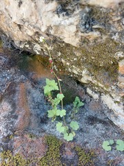 Saxifraga cernua