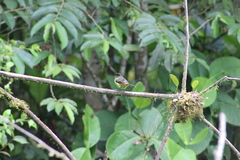 Ramphocelus flammigerus icteronotus