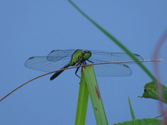 Erythemis simplicicollis