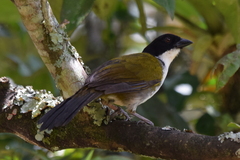 Arremon atricapillus