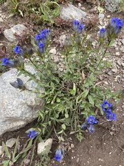 Gentiana parryi