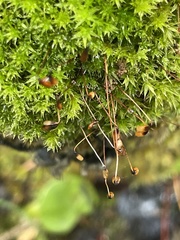 Dichodontium pellucidum