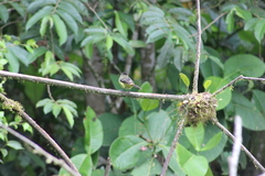Ramphocelus flammigerus icteronotus