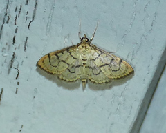 Spilomelinae