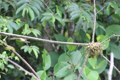 Ramphocelus flammigerus icteronotus