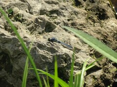 Erythemis simplicicollis