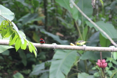 Ramphocelus dimidiatus
