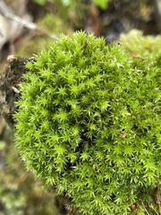 Dichodontium pellucidum