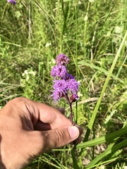 Liatris ligulistylis