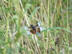 Libellula luctuosa