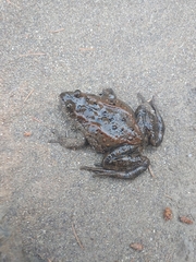 Rana luteiventris