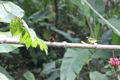 Ramphocelus dimidiatus