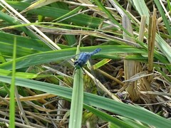 Erythemis simplicicollis