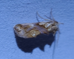 Plusiodonta compressipalpis