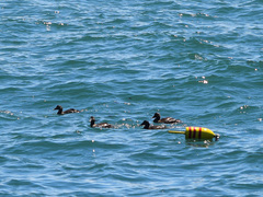 Somateria mollissima