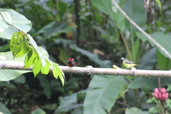 Ramphocelus dimidiatus