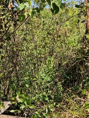 Hedychium coronarium