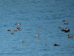 Somateria mollissima