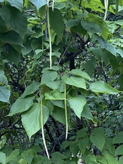 Catalpa