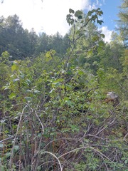 Ribes altissimum