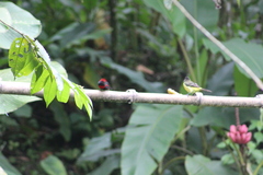 Ramphocelus dimidiatus