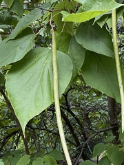 Catalpa