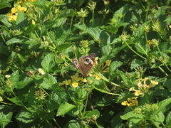 Junonia grisea
