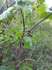 Ribes altissimum
