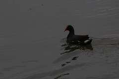 Gallinula galeata