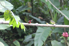 Ramphocelus dimidiatus