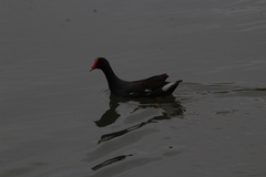 Gallinula galeata