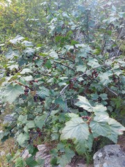 Ribes altissimum