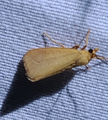 Virbia aurantiaca