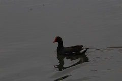 Gallinula galeata