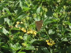 Junonia grisea