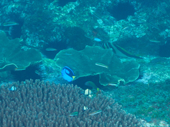 Thalassoma amblycephalus