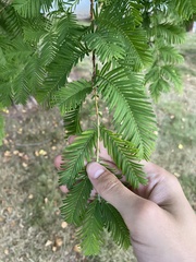 Metasequoia