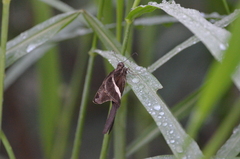 Chioides albofasciatus