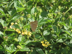 Junonia grisea