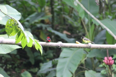 Ramphocelus dimidiatus