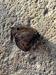 Cercyonis oetus