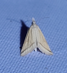 Microtheoris vibicalis