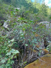 Ribes altissimum