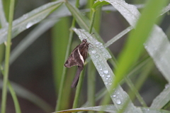 Chioides albofasciatus