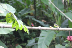 Ramphocelus dimidiatus