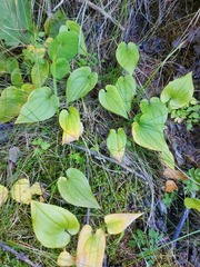 Maianthemum bifolium