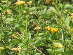 Junonia grisea